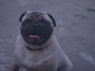 Мопс ищет девочку