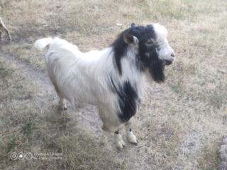 Продам козликов белых безрогих разных возрастов. 077729190.