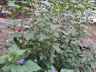 Гибискус и лаванда