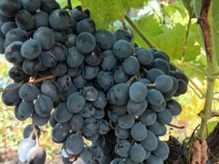 Виноград