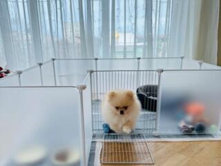 Вольер для собак мелких пород, щенков, кошек и грызунов