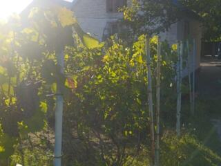 Продам дом в Березановкне