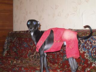 Джинсовый комбинезон тел. 077756046, есть зимний велюровый с мехом.