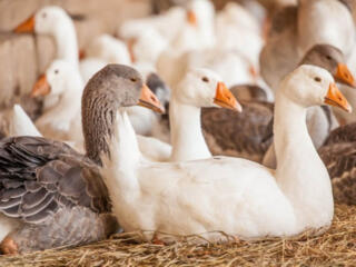 Работа для мужчин на ферме. В Европу по биометрии.