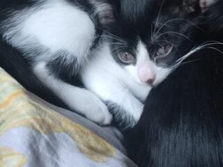 Подарю котят