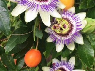 Маракуйя пассифлора 2 сортов, инжир, лимон, перец чили. Доставим.