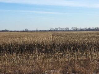 продаж ділянка сільськогосподарського призначення Бориспільський, Гнід
