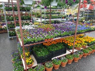 Теплицы с декоративными растениями в Германии.