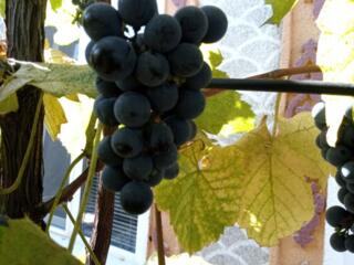 Виноград Вальтер