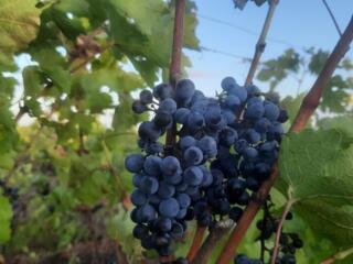 Виноград каберне мерло Ркацители молдова