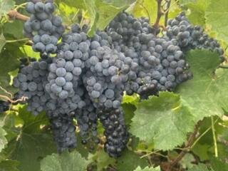 Виноград каберне мерло Ркацители молдова