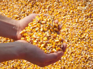 Продаётся зерно кукурузы.