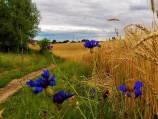 продаж ділянка сільськогосподарського призначення Сколівський, Довжки,