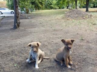 Отдам срочно