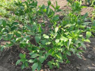 Продам лимон -лайм