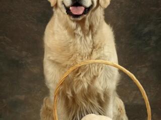 Продаются щенки Золотистого Ретривера.