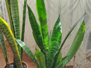 Продам комнатные растения