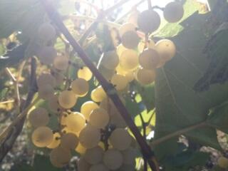 Продам виноград на вино