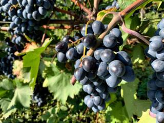 Сладкая Молдова