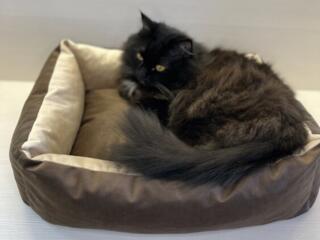 Котоняня, уход за питомцев в случае вашего отъезда