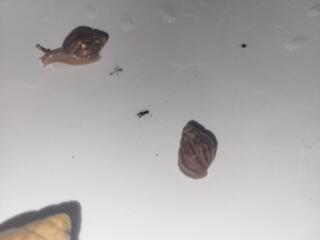 Малышки ахатины