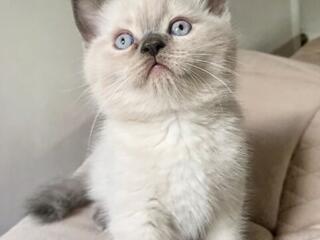 Готов к продаже