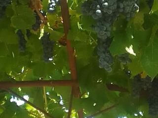 Отдам даром виноград Бако (маковей).