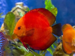 Дискусы и аквариумные растения