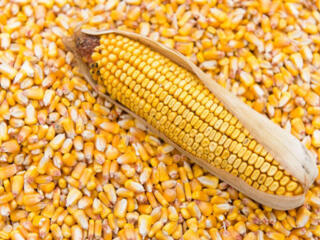 Продам зерно