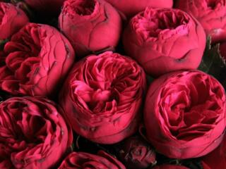 САЖЕНЦЫ РОЗ. Более 100 сортов