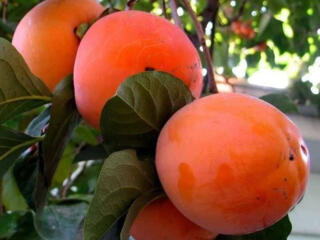 САЖЕНЦЫ ПЛОДОВЫХ в ассортименте