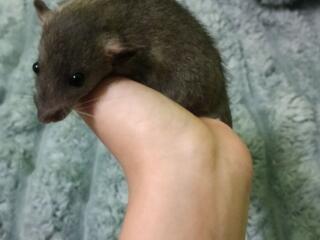 Продам крысенка