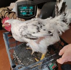 Продаются молодые петухи