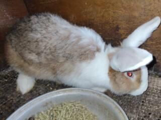 Продаются кролики