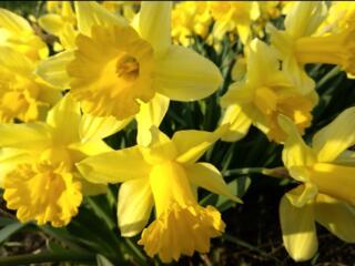 Луковицы желтых нарциссов