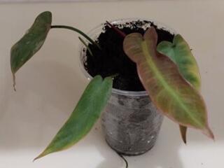 Филодендроны 38 сортов доставка бесплатно