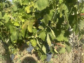 Виноград каберне мерло