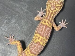 Продам самку эублефара 