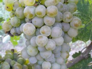 Белый виноград