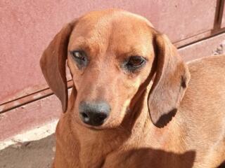 Такса ищет семью