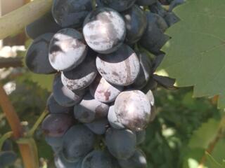 Виноград Молдова крупный, сладкий, сочный
