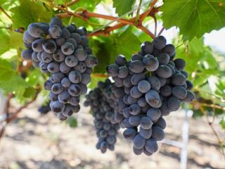 Виноград Молдова
