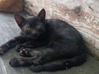 Котята мальчик и девочка черные с белой грудкой шоколадные