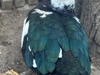 Продаются утки в Бутарах!