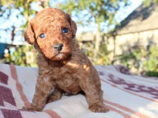 Той Пудель Девочка