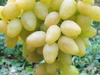 Продам виноград