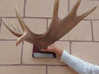 Продам рога лося