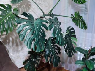 Большие комнатные растения