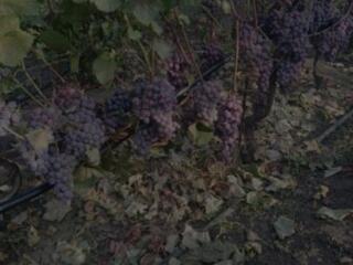 Продам виноград