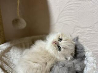 Vând pisicuțe Scottish & British